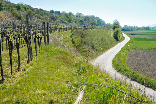Weinberge